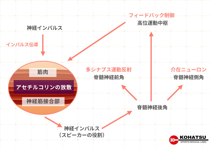 筋収縮システム